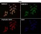 Anti-CD86/B7 2 Rabbit Monoclonal Antibody